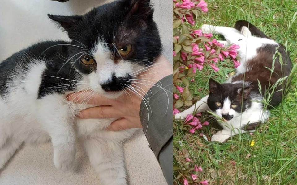 
        Zbiórka Cukrzyca, koci katar - leczymy - zdjęcie główne
    