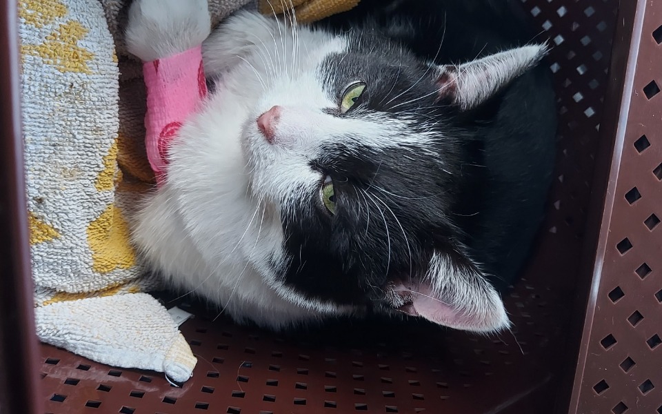 
        Zbiórka Kazik walka z panleukopenią - zdjęcie główne
    