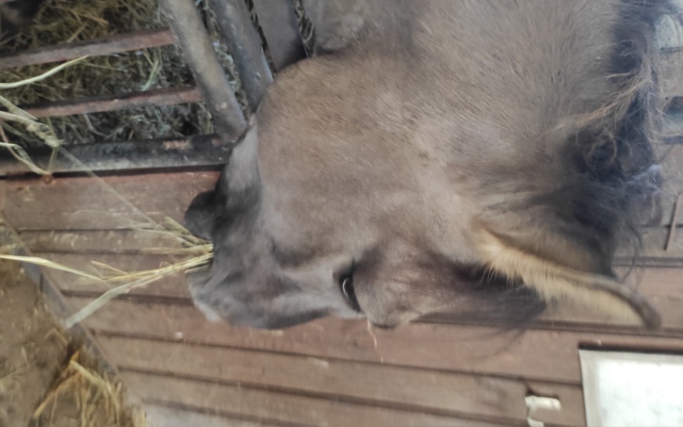 
        Zbiórka Leczenie konia Megi - zdjęcie główne
    