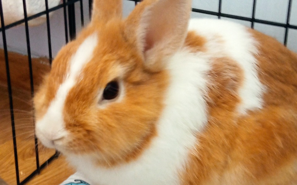 
        Zbiórka Na Kastrację Karmelka - zdjęcie główne
    