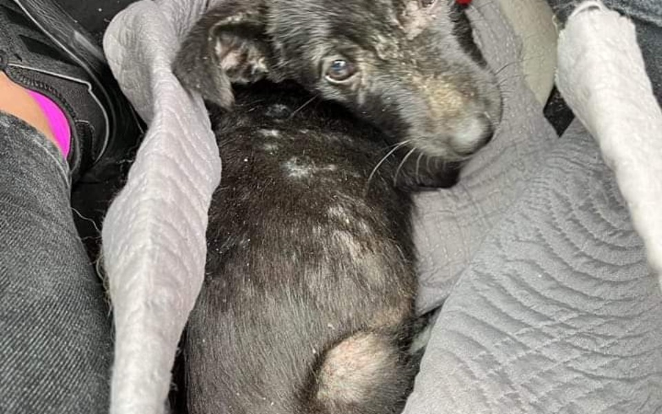 
        Zbiórka Na opiekę weterynaryjną. - zdjęcie główne
    