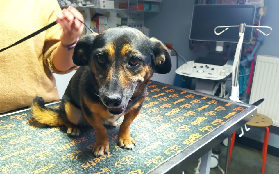 
        Zbiórka Na weterynarza dla bezdomnych - zdjęcie główne
    