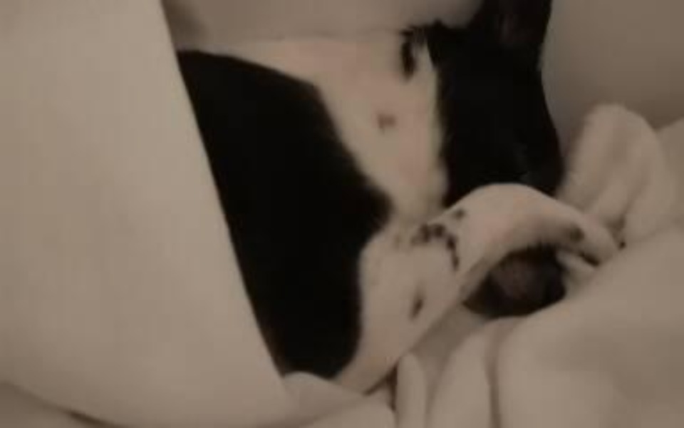 
        Zbiórka Milka ciężko chora.Ratunku.. - zdjęcie główne
    