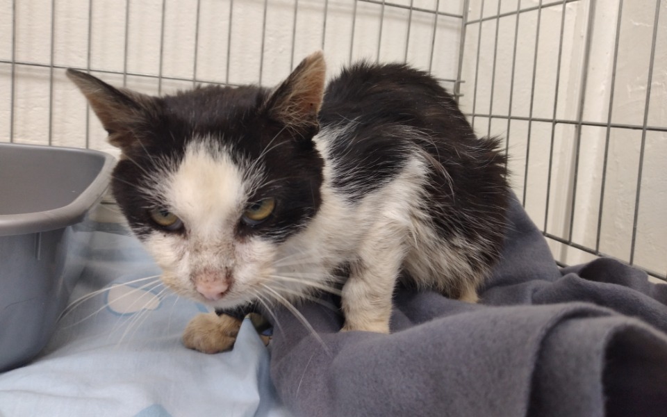 
        Zbiórka Ratujemy kolejnego kociaka - zdjęcie główne
    