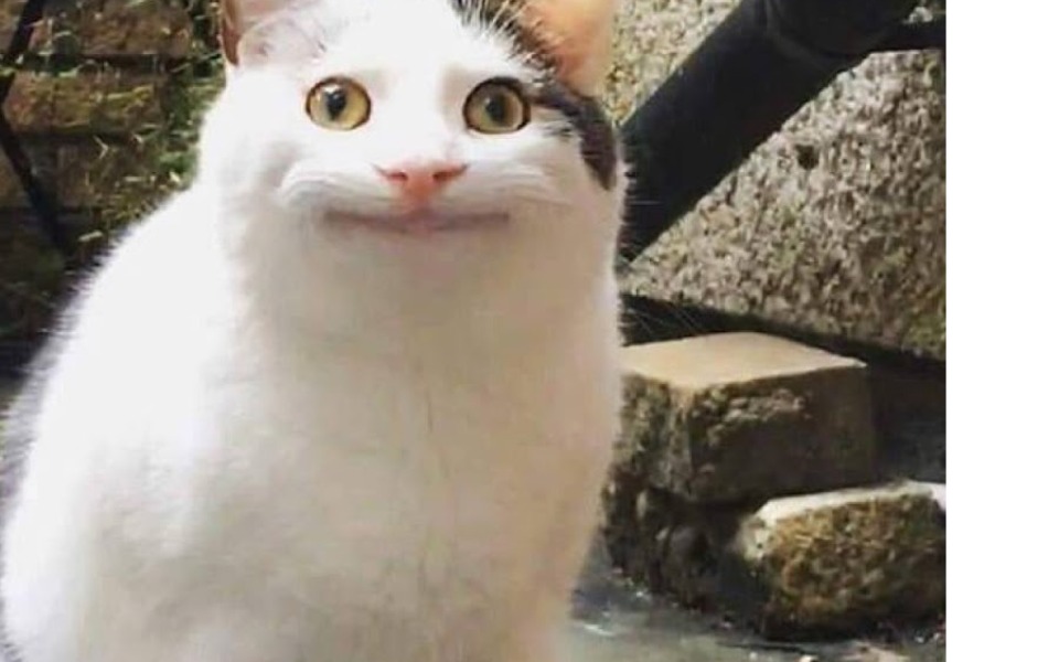 
        Zbiórka na koty i na psy - zdjęcie główne
    