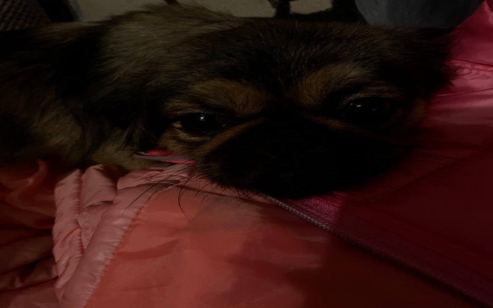 
        Zbiórka Cesarka dla Naszej Toli Pekinki - zdjęcie główne
    