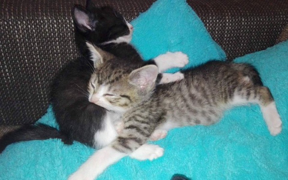 
        Zbiórka wspomóż kociaki z Gaju - zdjęcie główne
    