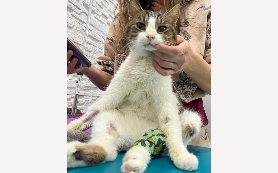 Zbiórka Dinuś znów walczy o życie - zdjęcie główne