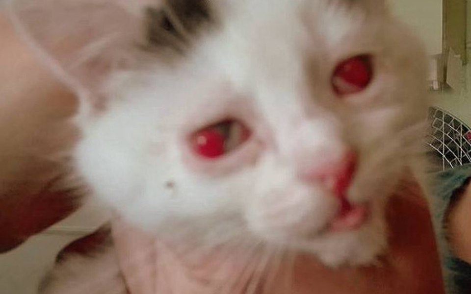 
        Zbiórka Na leczenie dla Buni - zdjęcie główne
    