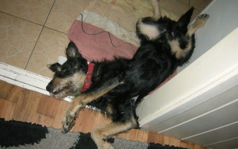 
        Zbiórka Opieka nad chorym Bobikiem - zdjęcie główne
    