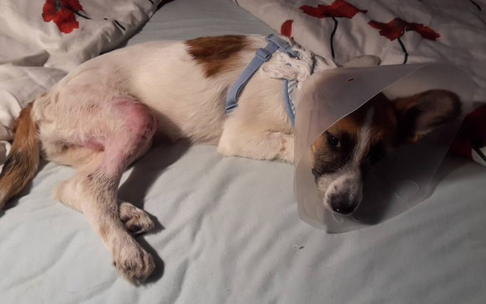 
        Zbiórka Mała Abi chce chodzić bez BÓLU - zdjęcie główne
    