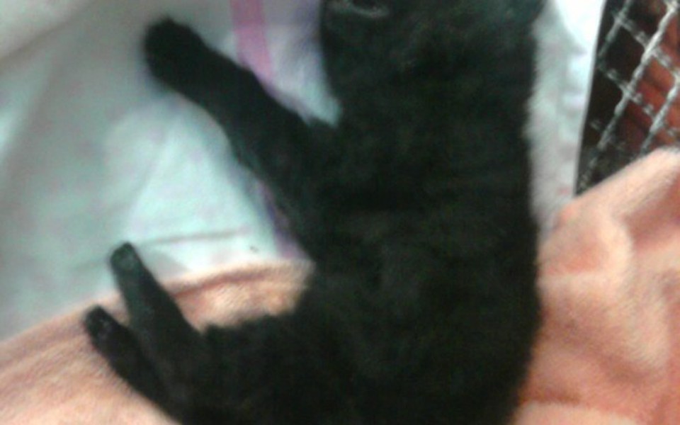 
        Zbiórka ratowanie kotów bezdomnych - zdjęcie główne
    