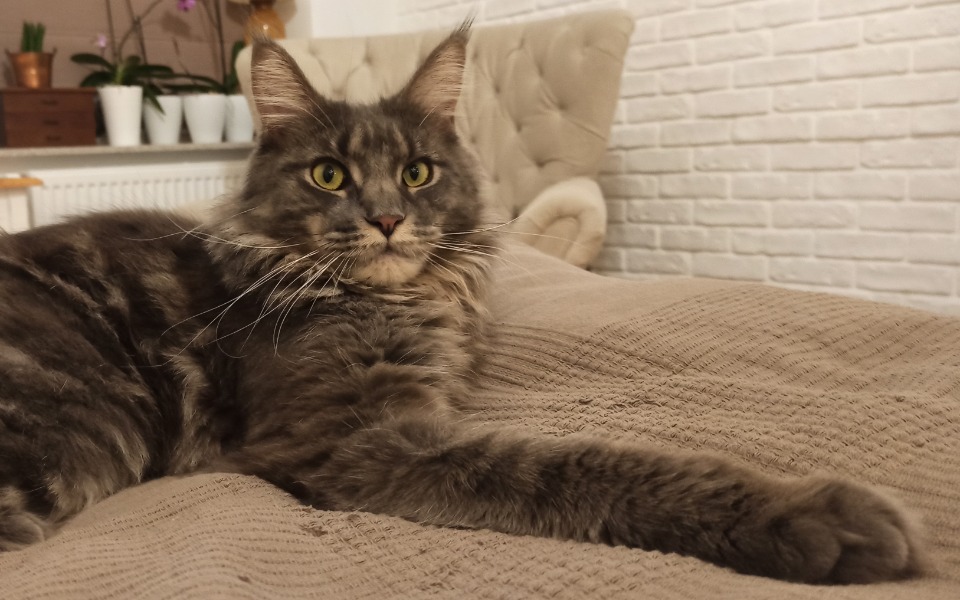 
        Zbiórka Leczenie kota Andrzeja - zdjęcie główne
    