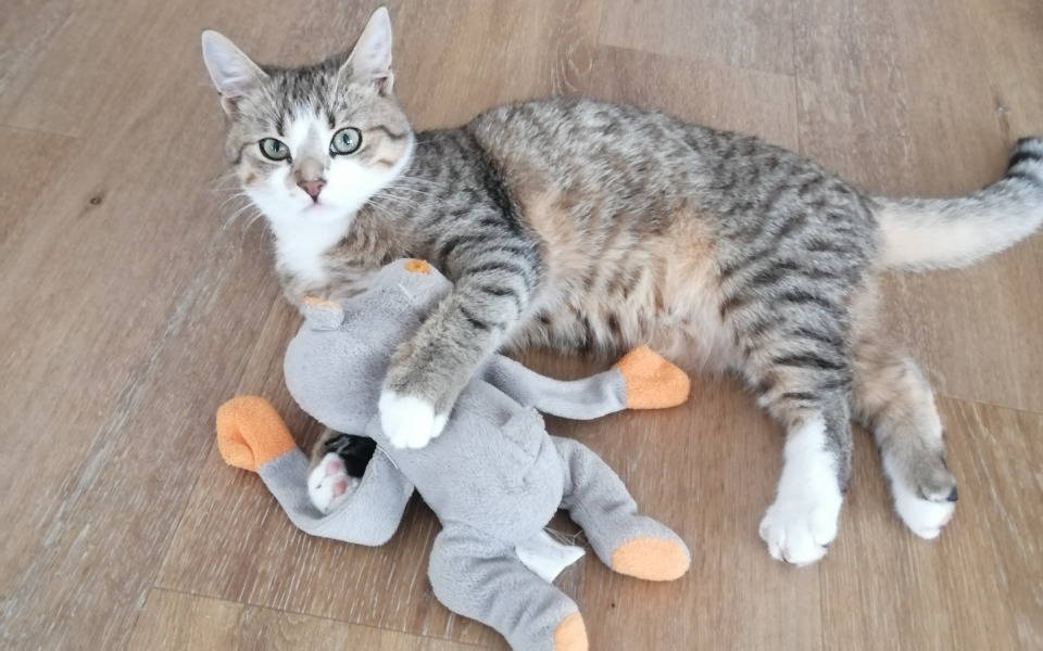 
        Zbiórka Chico walczy o życie - zdjęcie główne
    