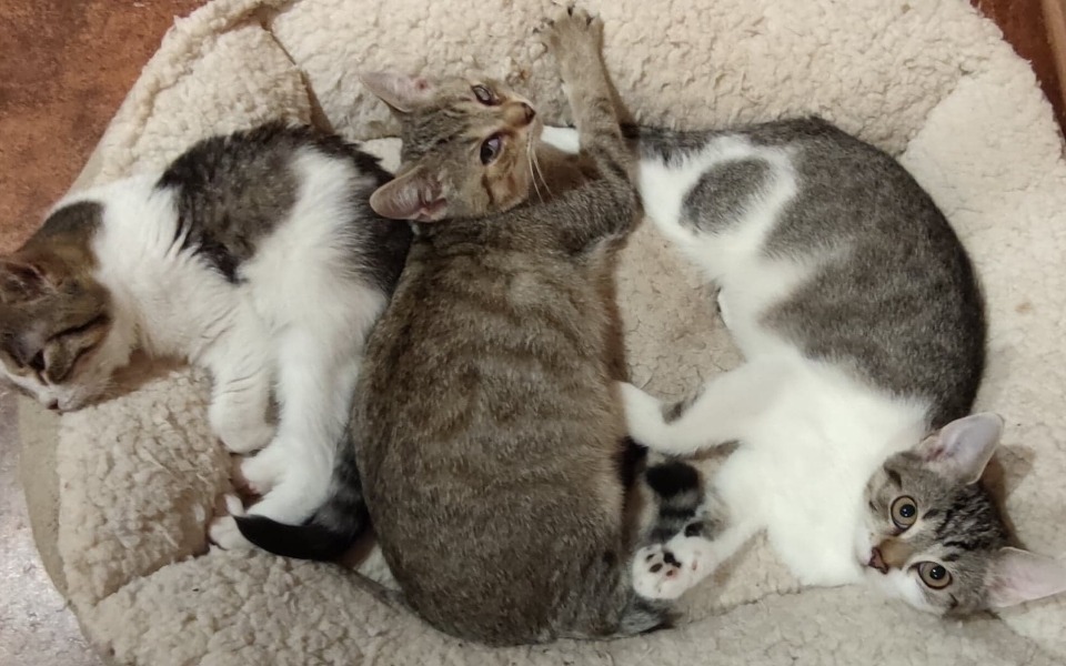 
        Zbiórka Na karmę i żwirek / listopad - zdjęcie główne
    