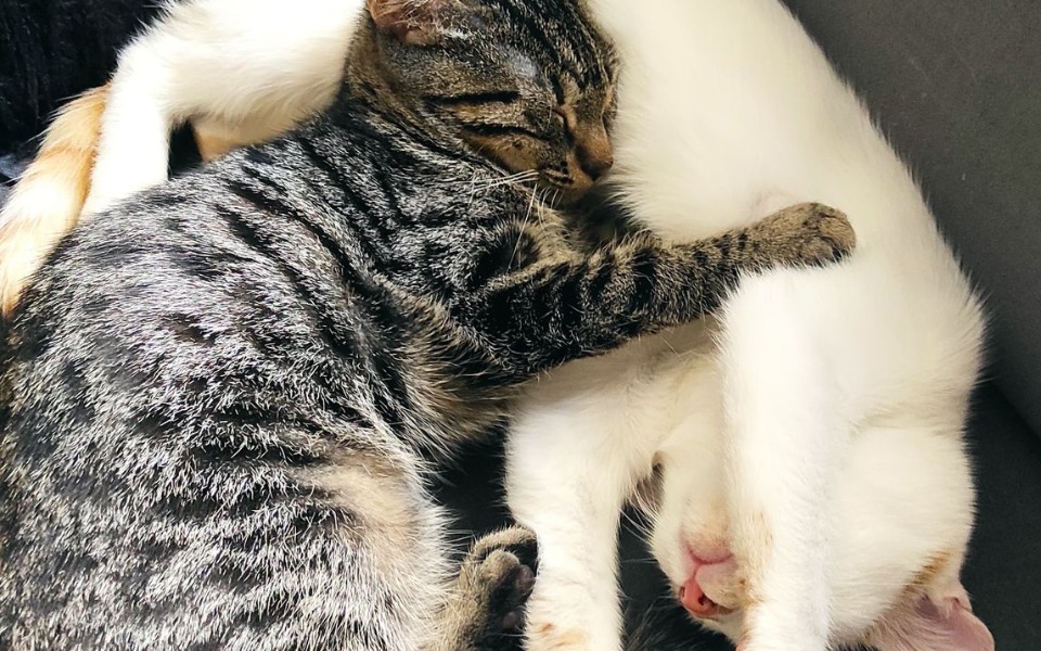 
        Zbiórka Jedzonko dla kotków - zdjęcie główne
    