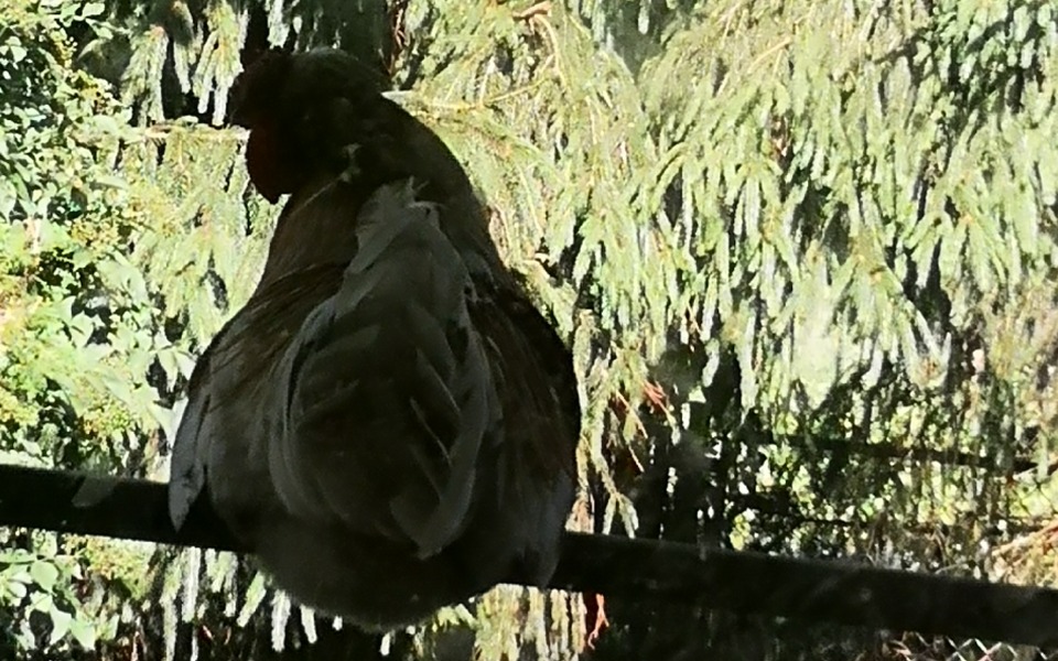
        Ptak siedzący na gałęzi, w tle zieleń drzew.
    