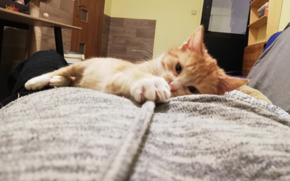 Zbiórka 2 dni ogrzewania kociarni e12 - zdjęcie główne