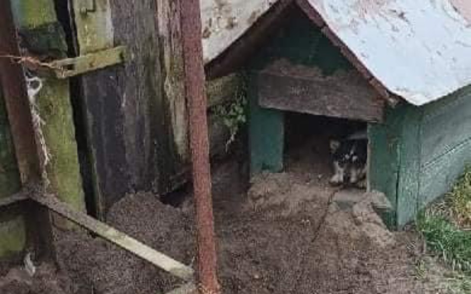 
        Zbiórka Zbiórka na karmę dla psiaka - zdjęcie główne
    