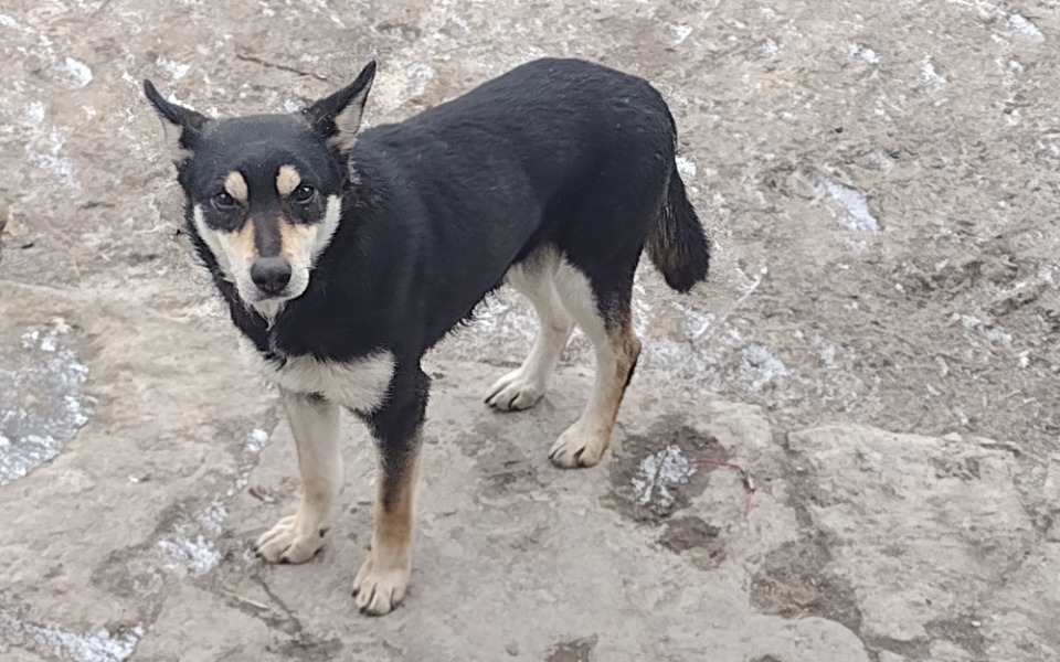 Pies stojący na kamienistej drodze, z ciekawym spojrzeniem.