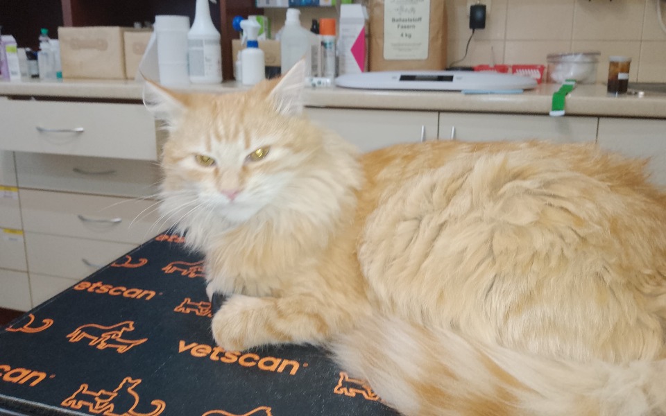 
        Zbiórka Kocurek z lasu ze złamaną nogą - zdjęcie główne
    