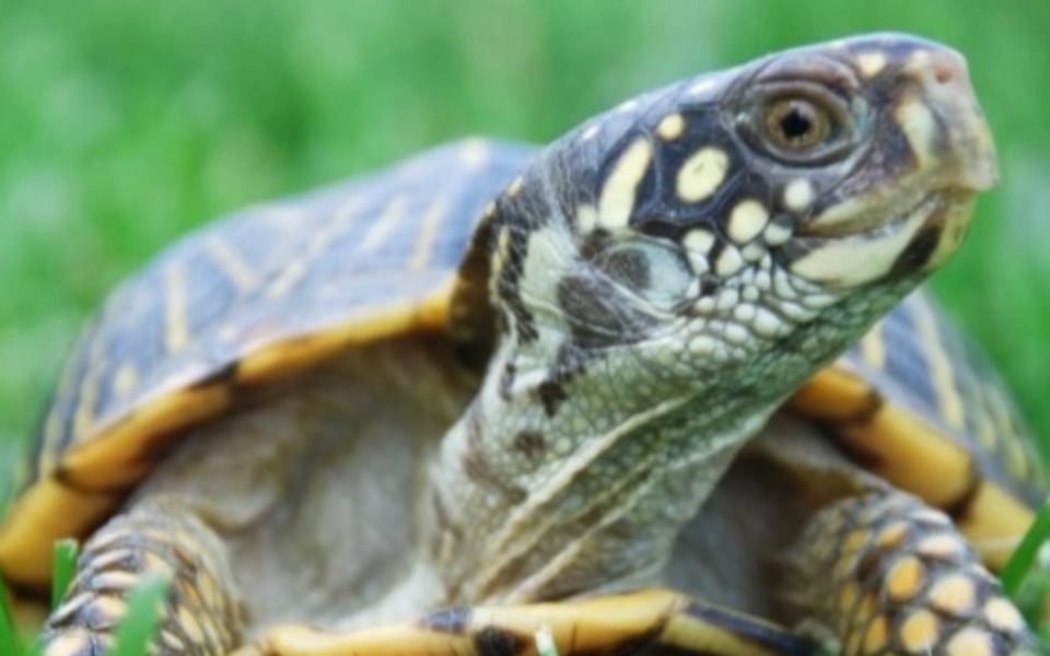 
        Zbiórka na zwierze - zdjęcie główne
    