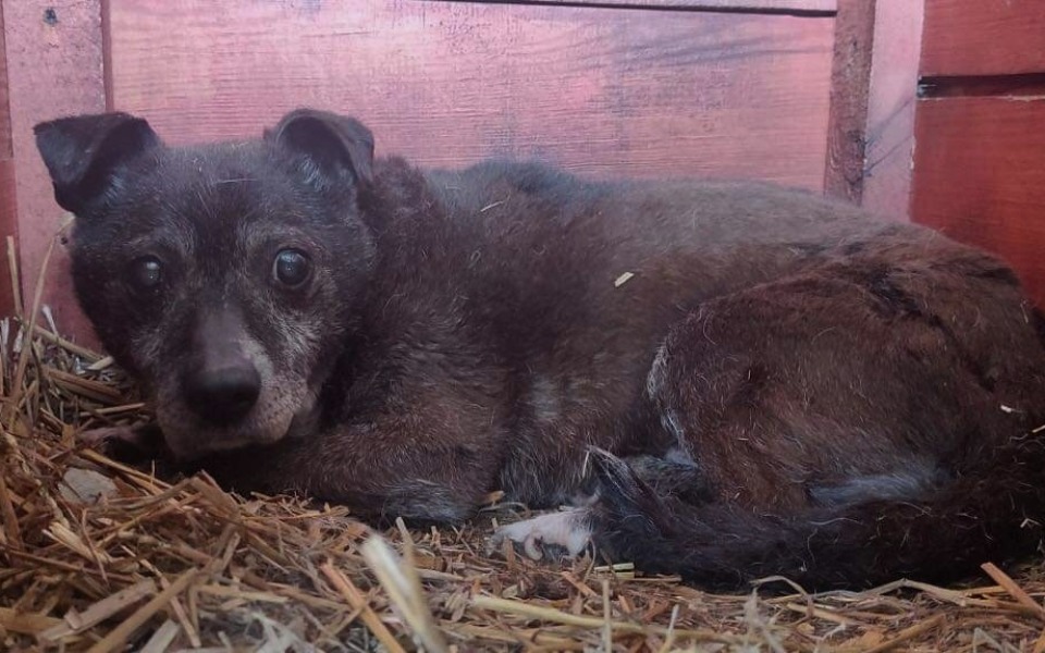 
        Zbiórka Papcio i Tradycja pilne operacje - zdjęcie główne
    