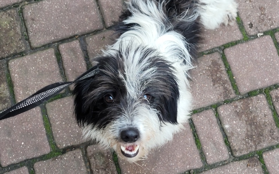 
        Zbiórka Transport do domku - zdjęcie główne
    