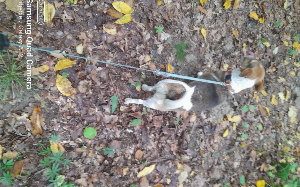 
        Zbiórka Zbieram na chorego pieska2 - zdjęcie główne
    