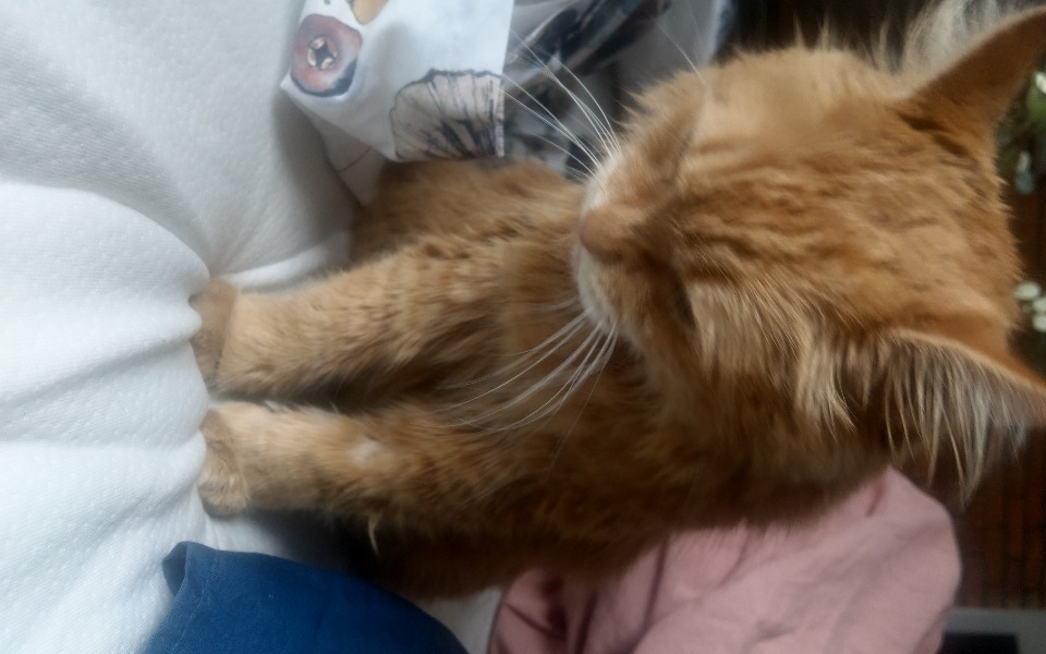 
        Zbiórka Mimi ciężka choroba - zdjęcie główne
    