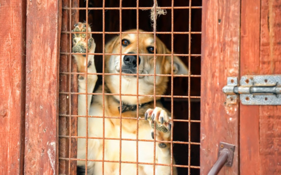 
        Zbiórka Świąteczna paczka dla zwierząt - zdjęcie główne
    