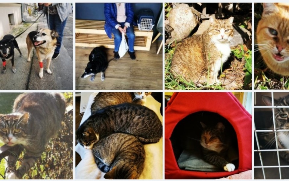 
        Zbiórka Dla p. Małgosi i jej zwierząt - zdjęcie główne
    