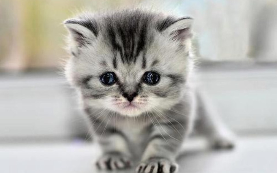 
        Zbiórka Zbieram na kamere - zdjęcie główne
    