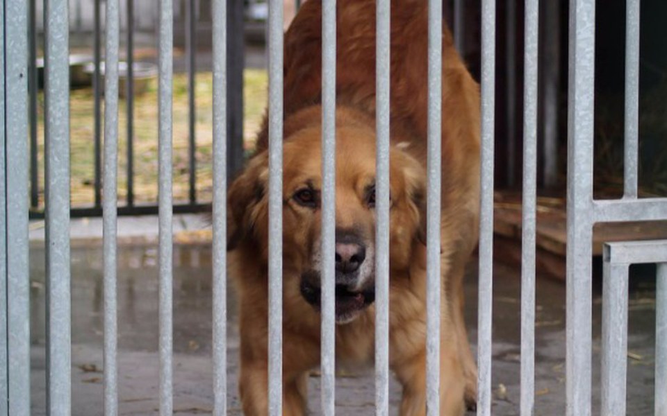 
        Zbiórka Zbiórka pieniedzy dla schroniska - zdjęcie główne
    