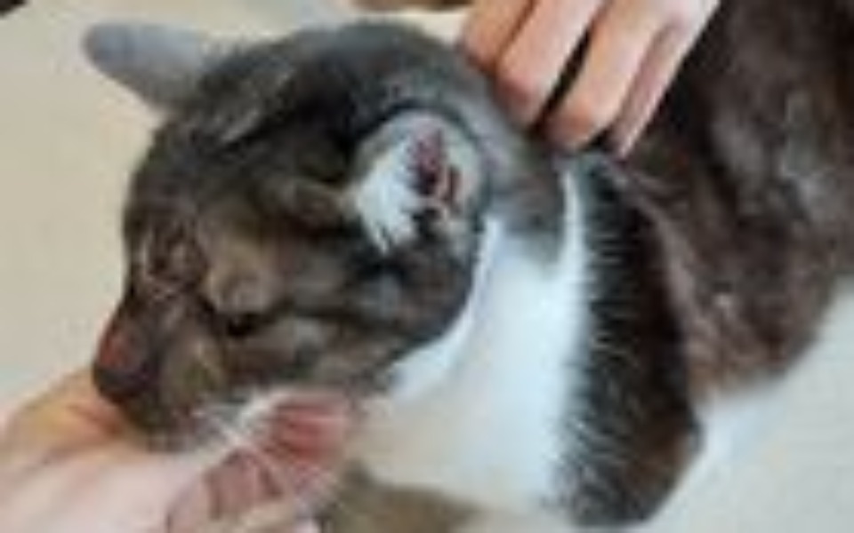 
        Zbiórka Kamienie w pęcherzu. 3 operacja - zdjęcie główne
    