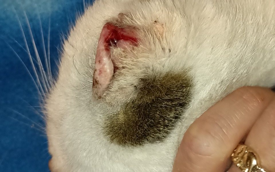 Zbiórka kocur z podejrzeniem nowotworu - zdjęcie główne