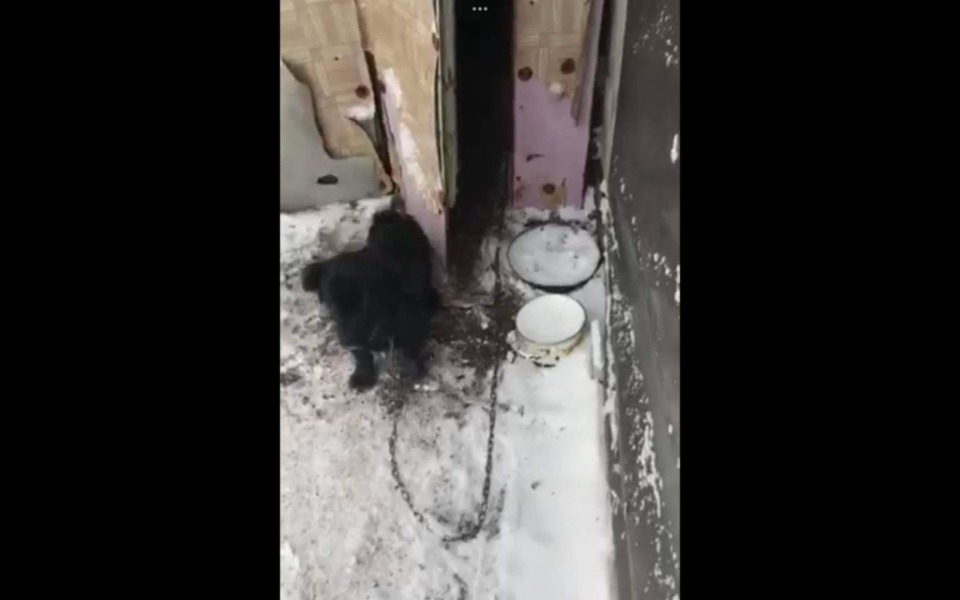 
        Zbiórka Pomoc dla suczki i jej maluchów - zdjęcie główne
    