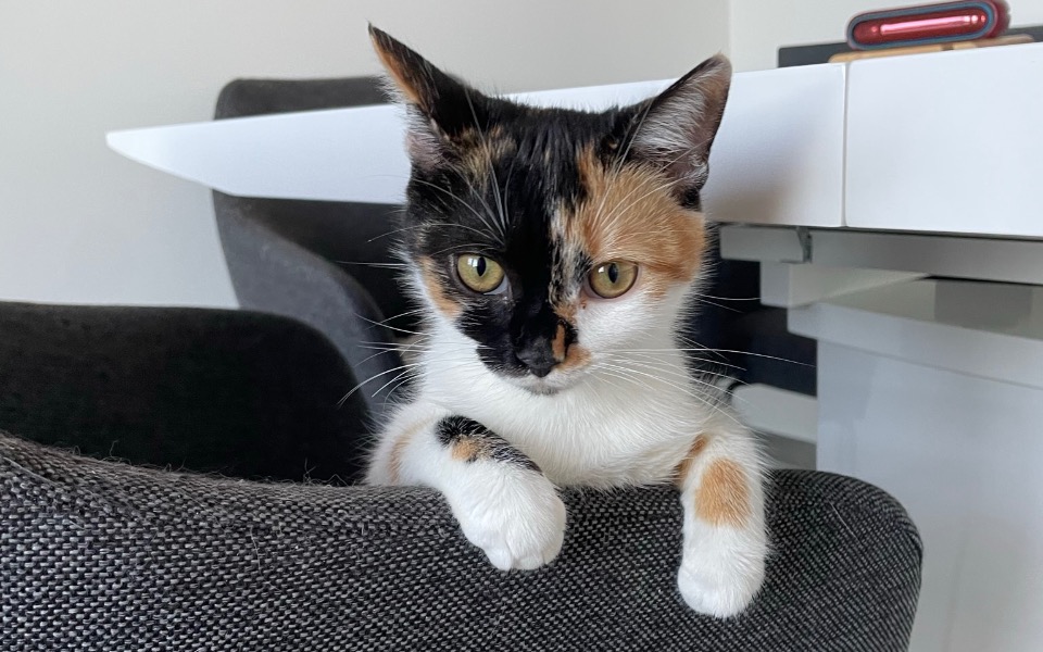 
        Zbiórka Metka z zapaleniem otrzewnej - zdjęcie główne
    