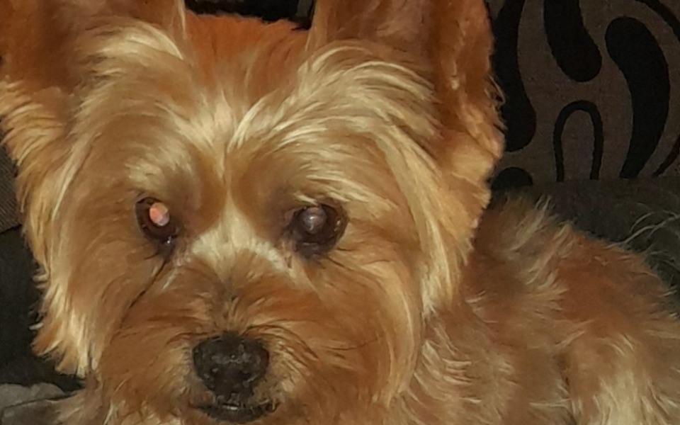 
        Zbiórka Operacja tylnych łapek Timonka - zdjęcie główne
    