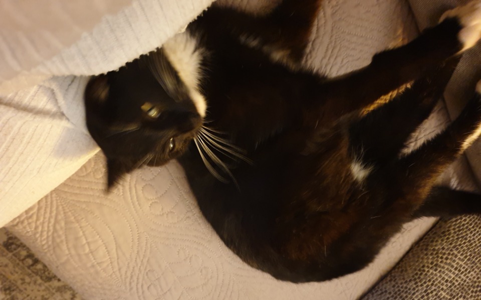 
        Zbiórka Walka o życie Lupo - zdjęcie główne
    