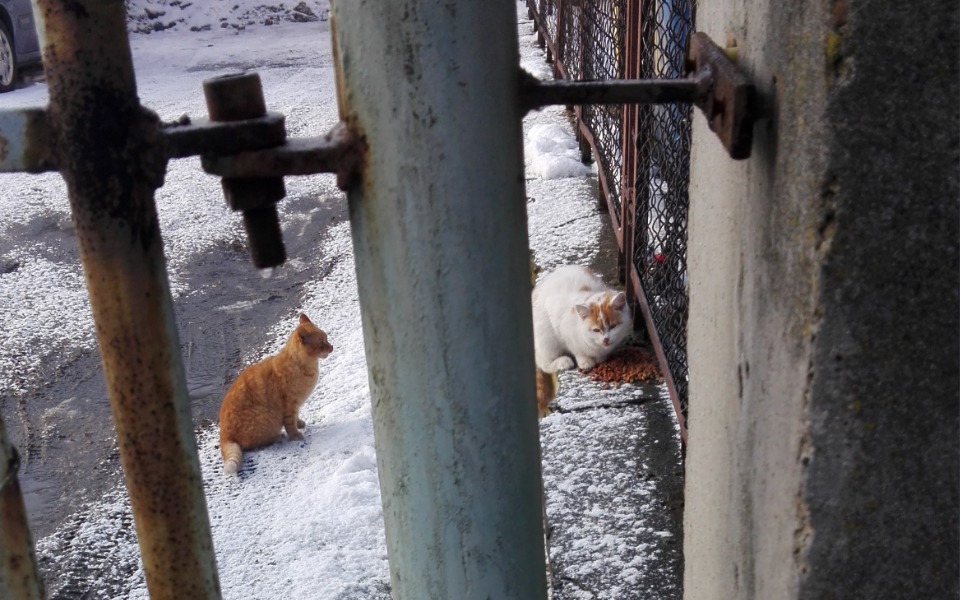 
        Zbiórka Ciężki zimowy czas - zdjęcie główne
    