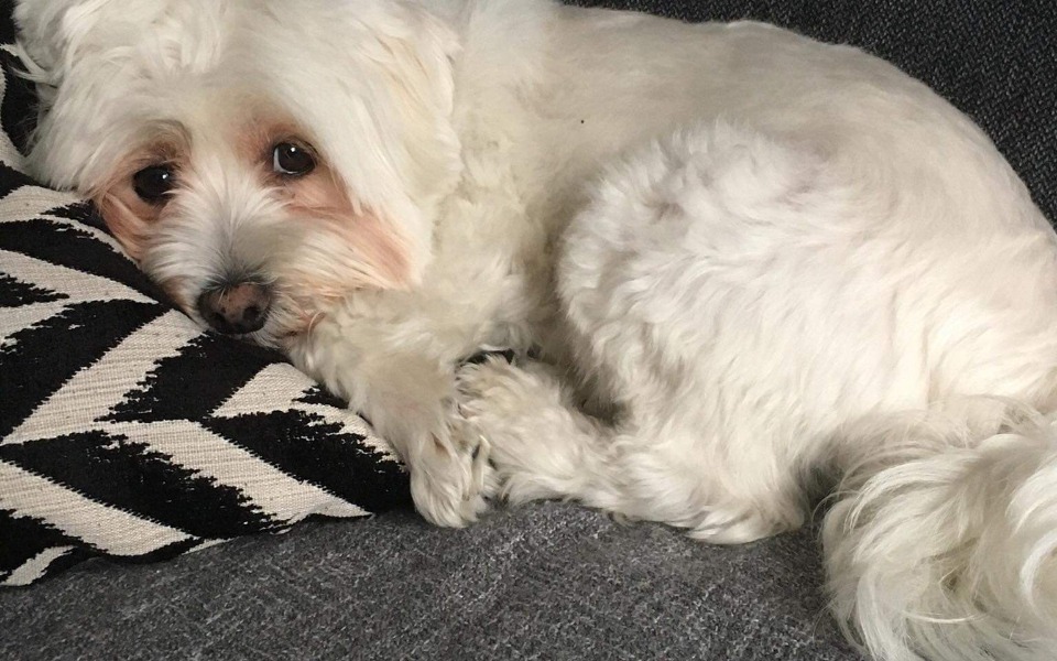 
        Zbiórka Zbiórka dla leosia na zabawki, j - zdjęcie główne
    