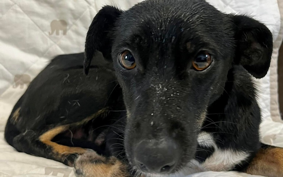 
        Zbiórka Kastracja Daisy - zdjęcie główne
    