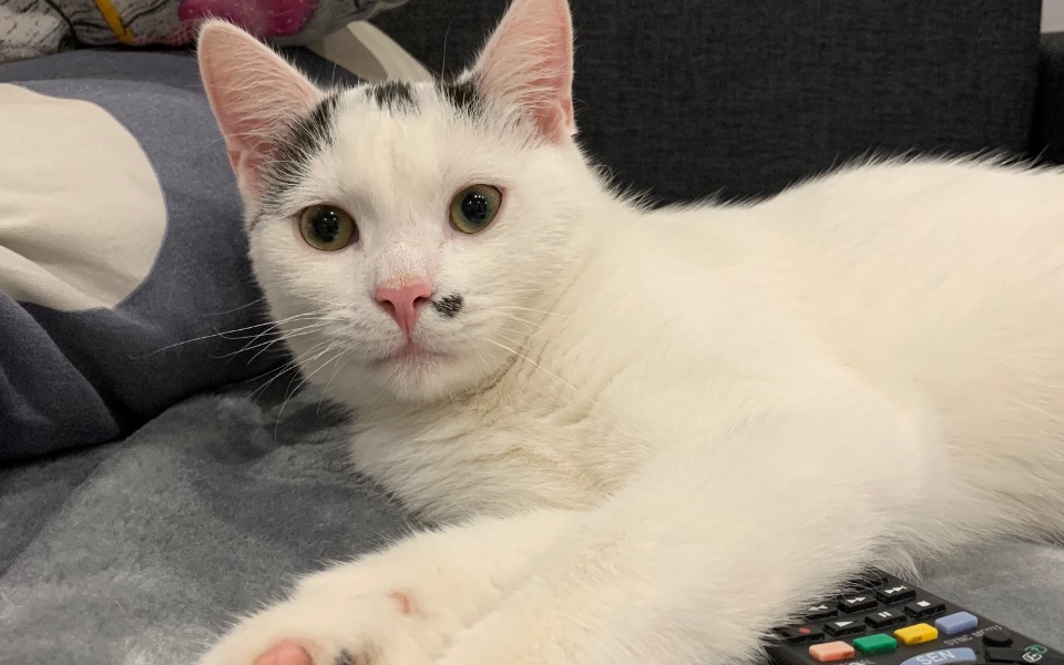 
        Zbiórka Zapalenie otrzewnej u Filemonka - zdjęcie główne
    