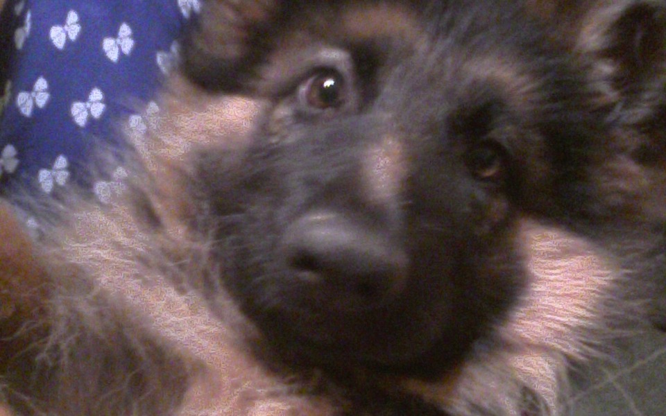 
        Zbiórka Założenie lecznicy dla zwierząt - zdjęcie główne
    