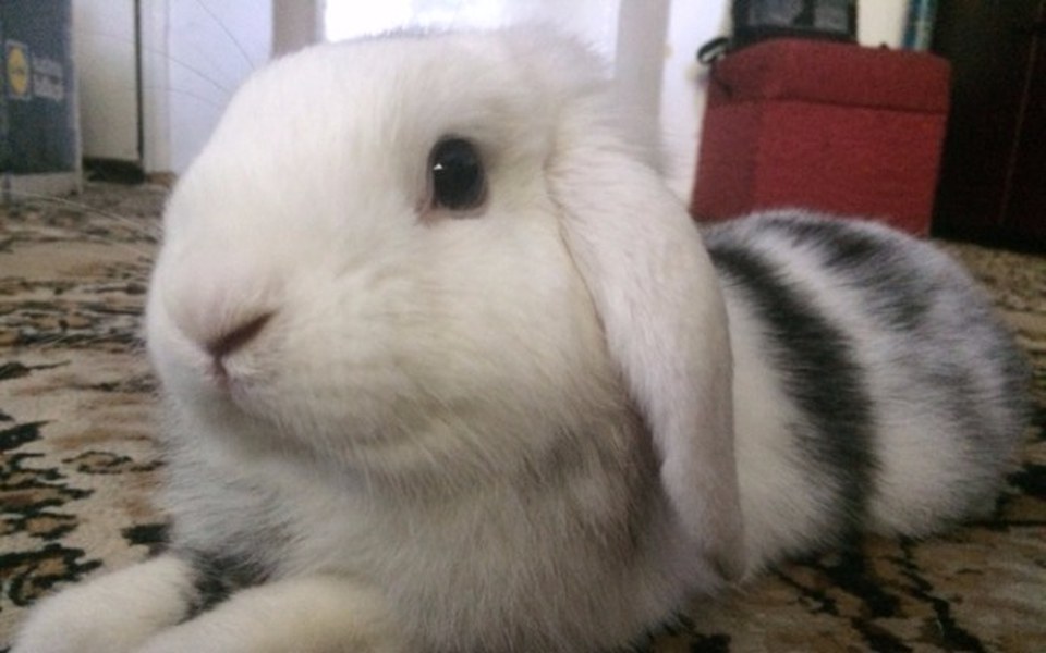 
        Zbiórka Kastracja królika - zdjęcie główne
    