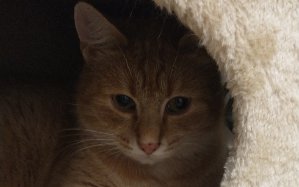 
        Zbiórka Mrunia wymiotuje z krwią - zdjęcie główne
    