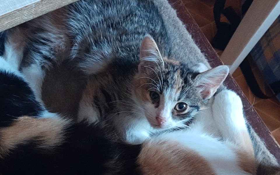 
        Zbiórka Pomoc w leczeniu kotów - zdjęcie główne
    