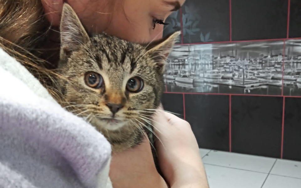 
        Zbiórka Pomoc dla dzikich kociąt - zdjęcie główne
    