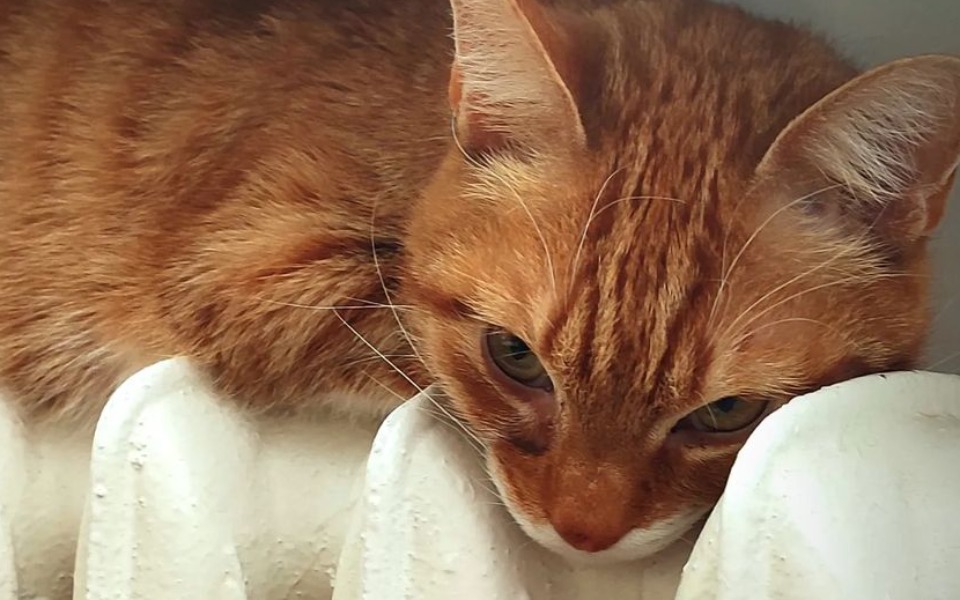 
        Zbiórka Pomoc w utrzymaniu zwierząt - zdjęcie główne
    